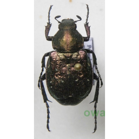 Gnorimus nobilis (Linnaeus, 1758) female Zacnik zdobny